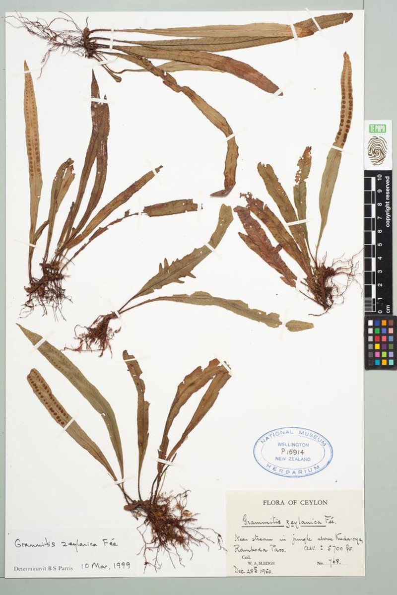 Grammitis zeylanica photo 2