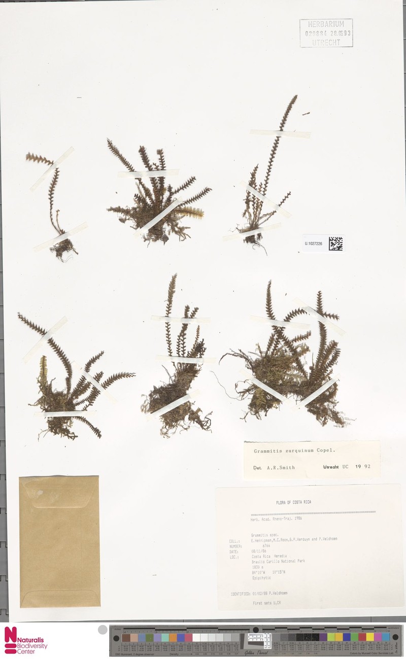 Grammitis zurquina