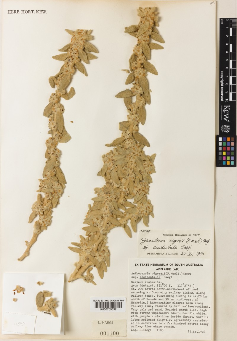 Grammosolen odgersii subsp. occidentalis
