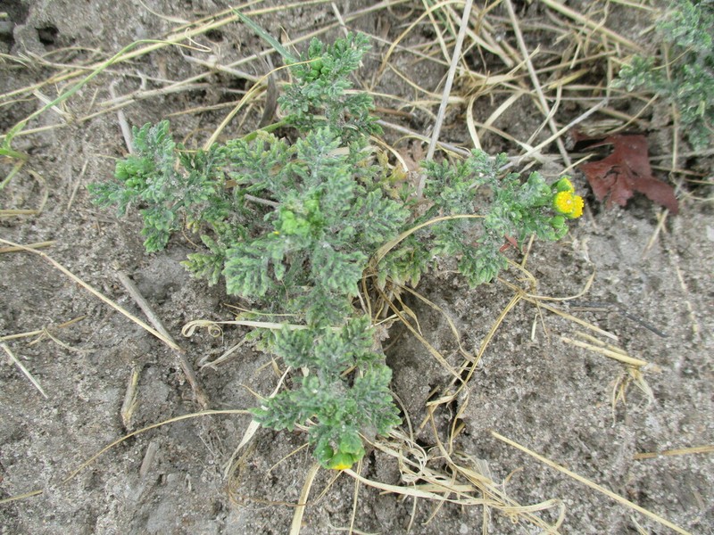 Grangea anthemoides