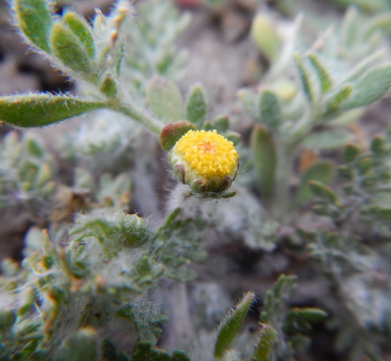 Grangea anthemoides photo 2