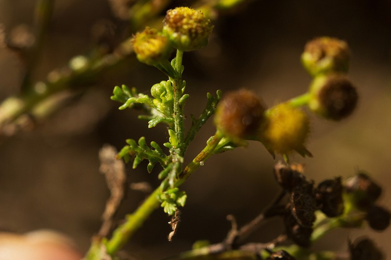 Grangea anthemoides photo 3