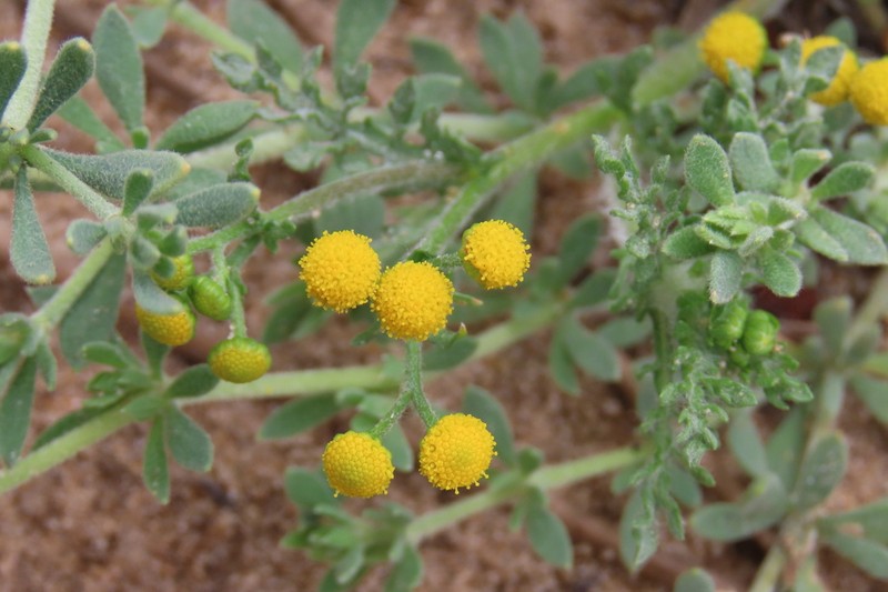 Grangea anthemoides photo 4