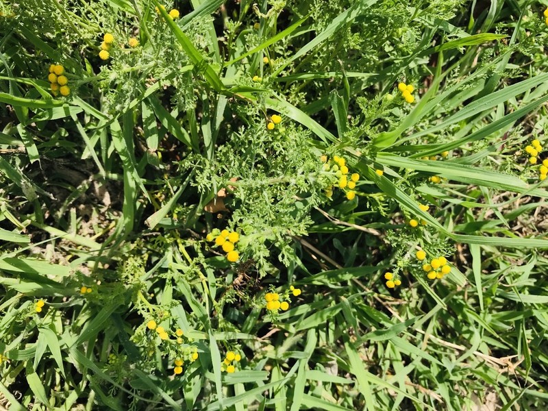 Grangea anthemoides photo 5