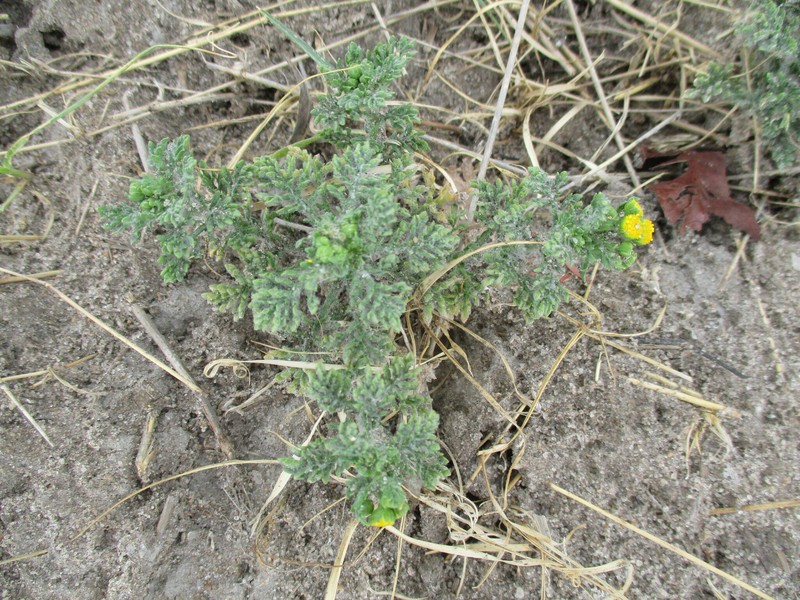 Grangea anthemoides photo 6
