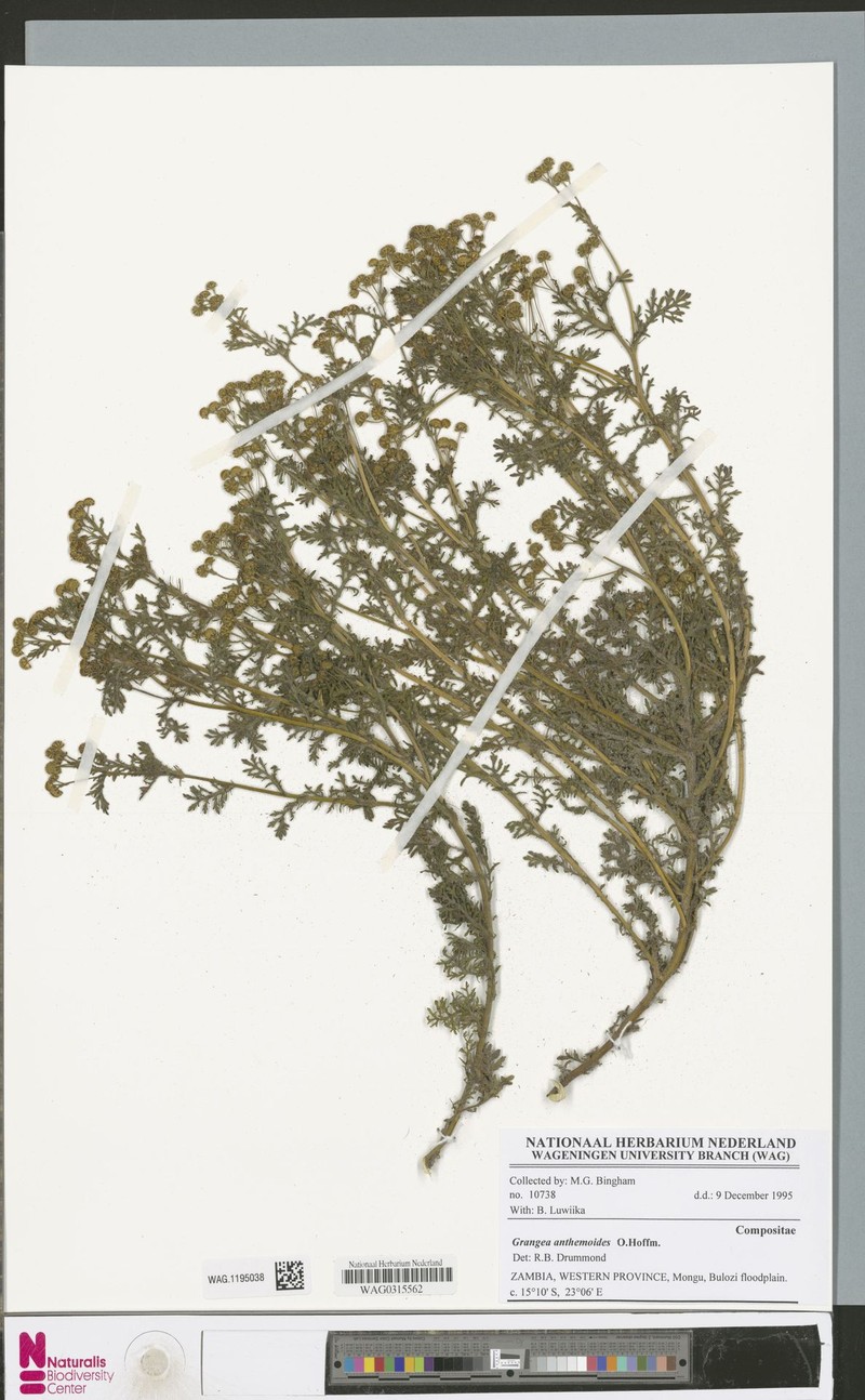 Grangea anthemoides photo 8