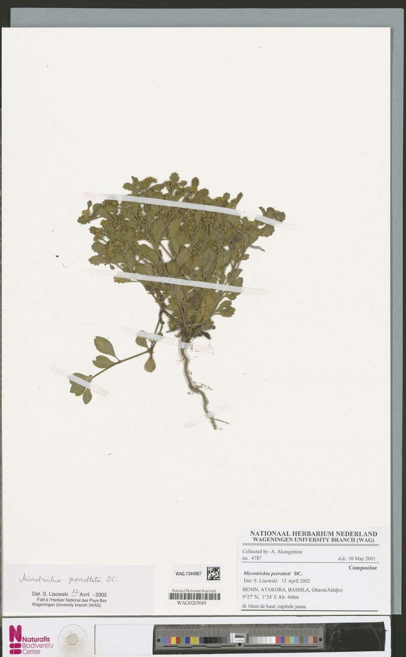 Grangea ceruanoides