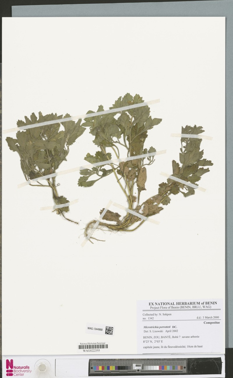 Grangea ceruanoides photo 2