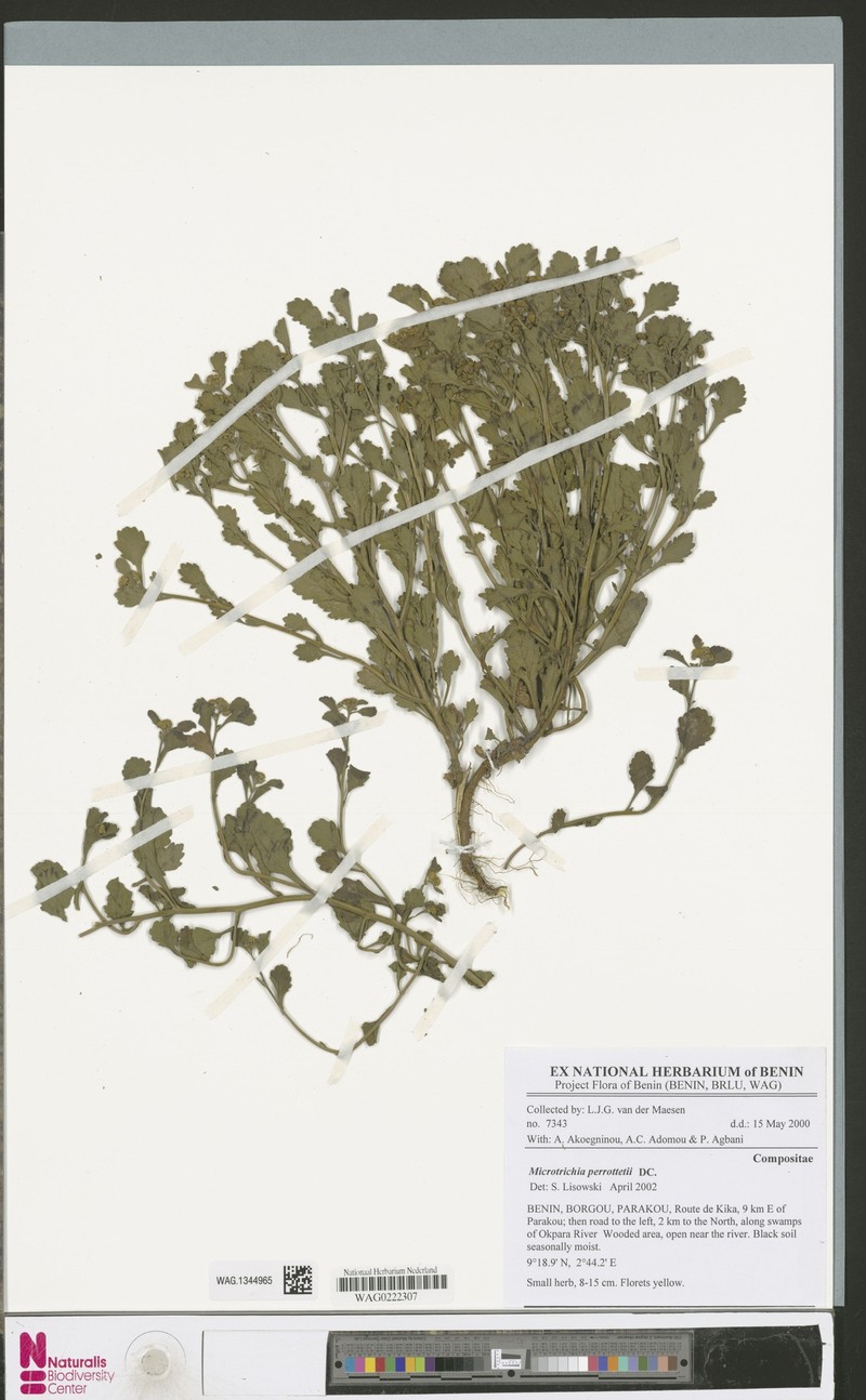 Grangea ceruanoides photo 3