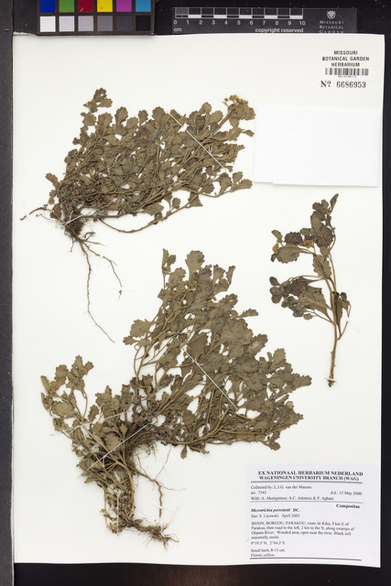 Grangea ceruanoides photo 4
