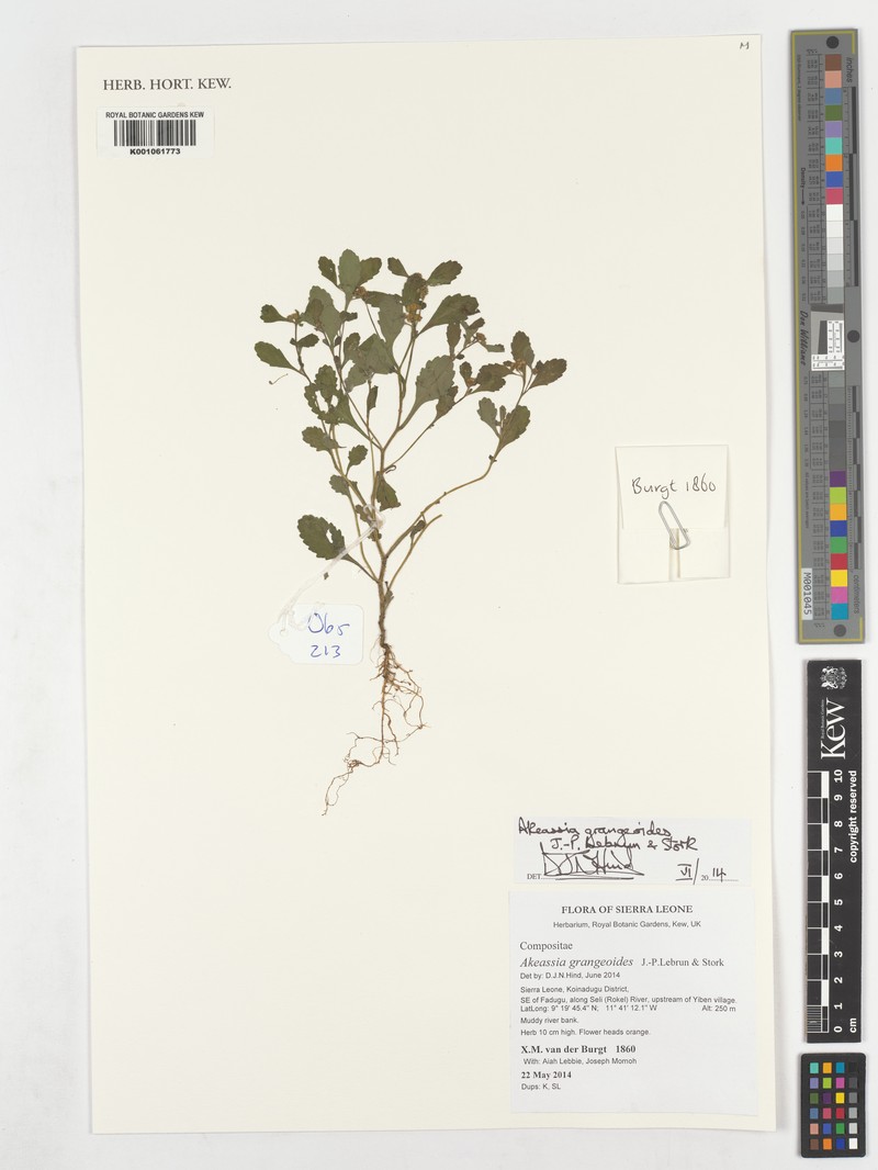 Grangea grangeoides