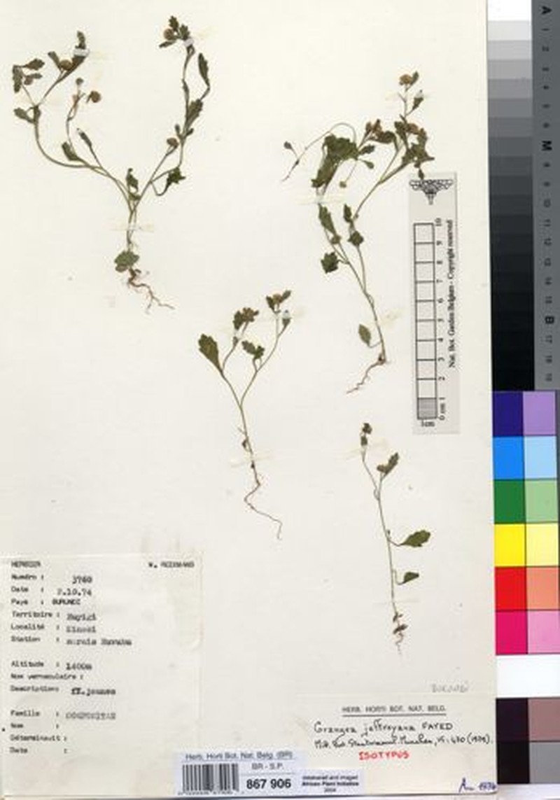 Grangea jeffreyana