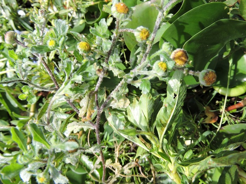 Grangea lyrata