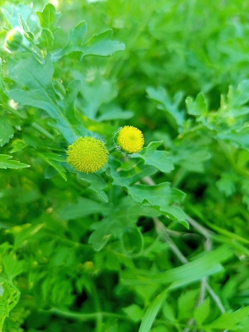 Grangea maderaspatana