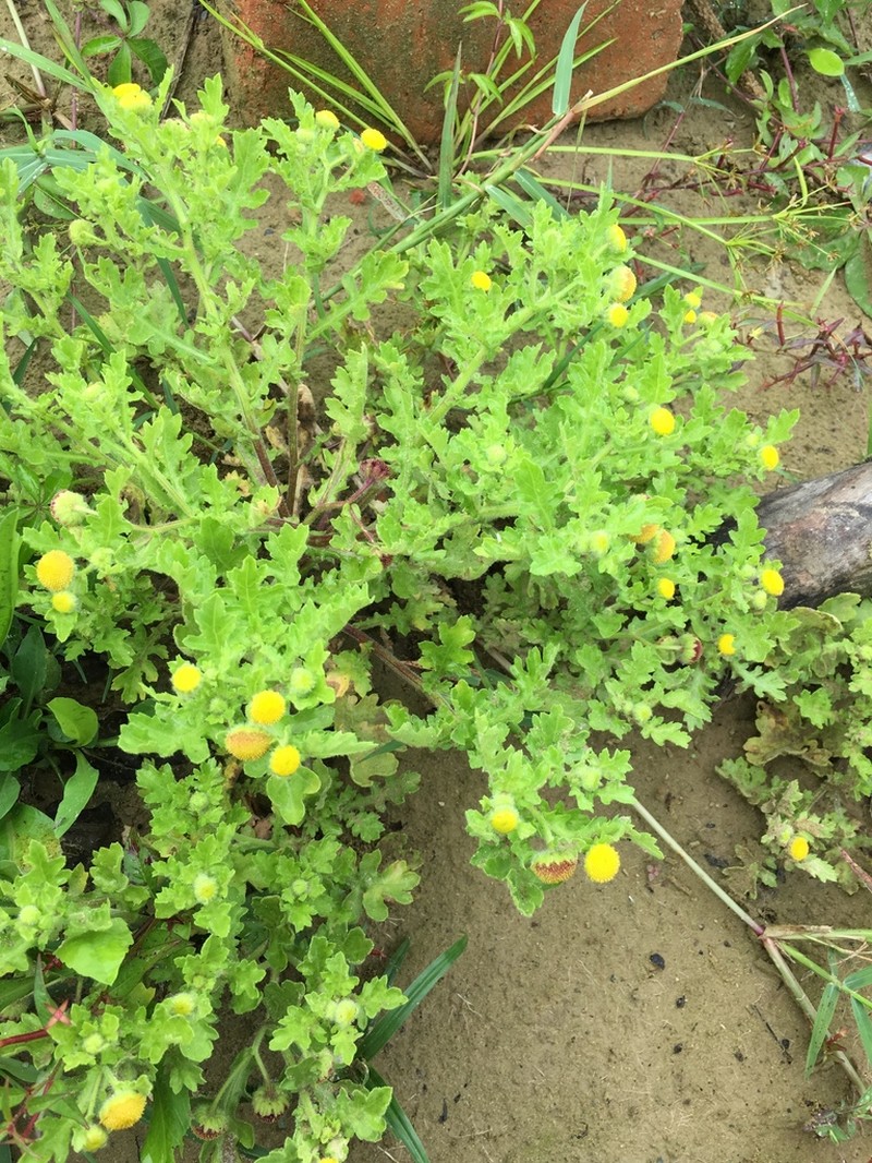 Grangea maderaspatana photo 2