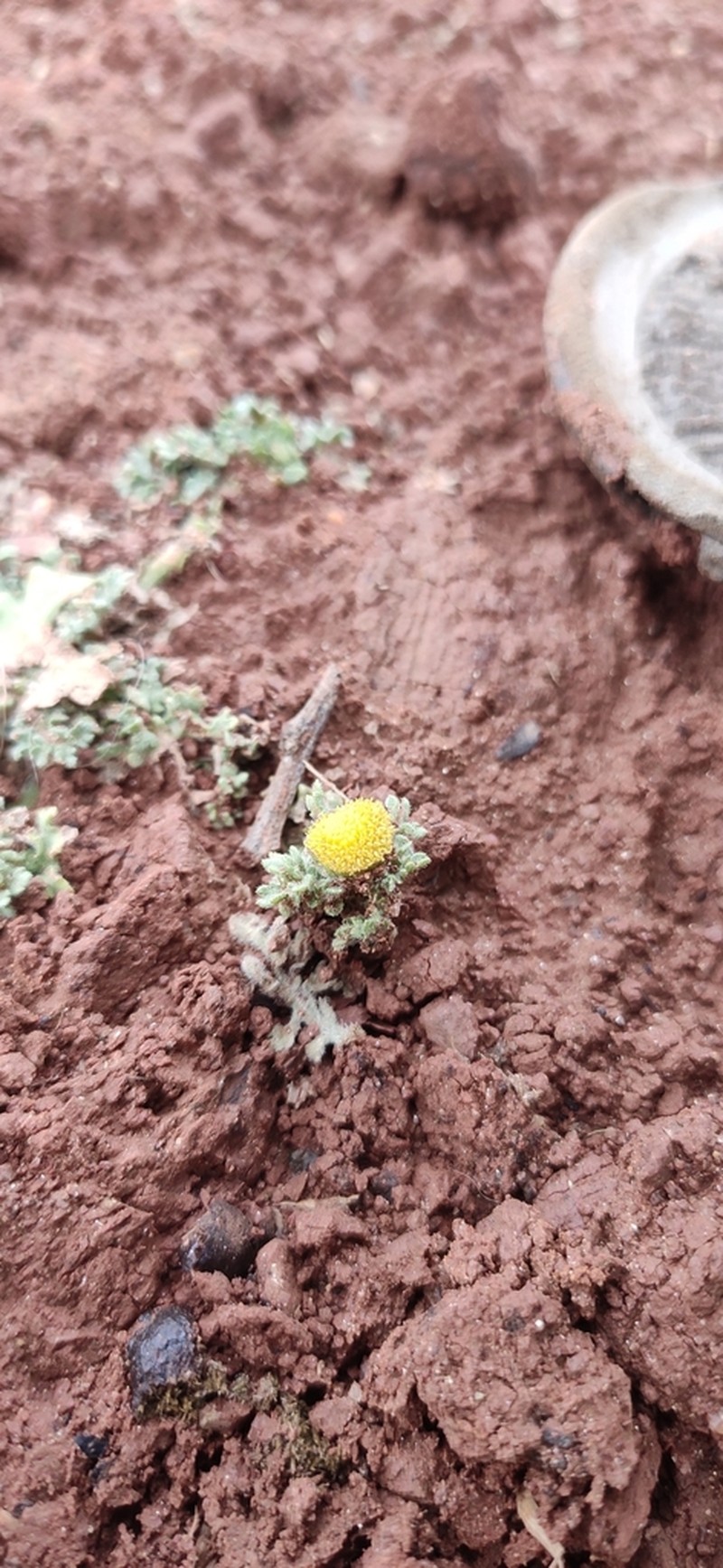 Grangea maderaspatana photo 3
