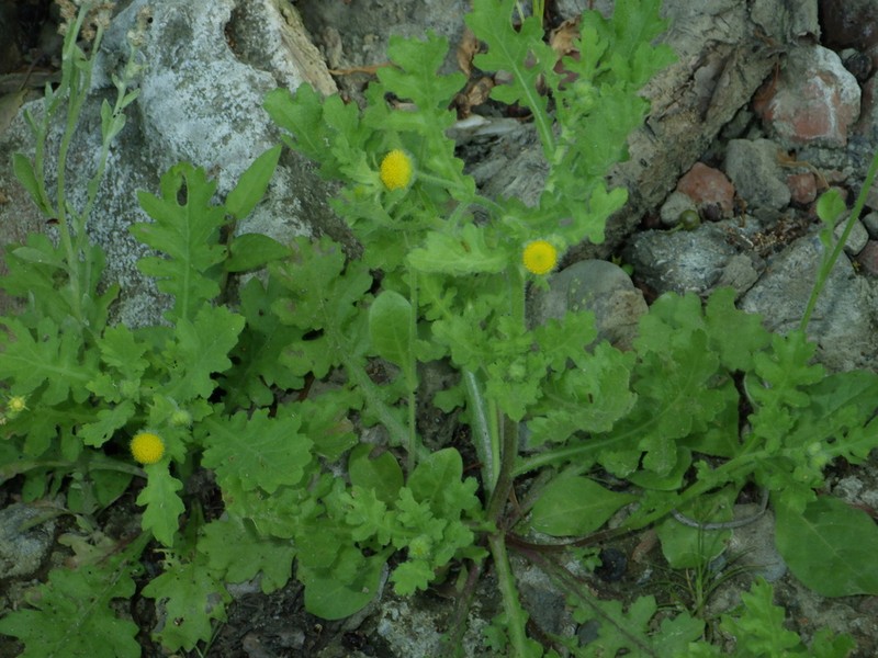 Grangea maderaspatana photo 4