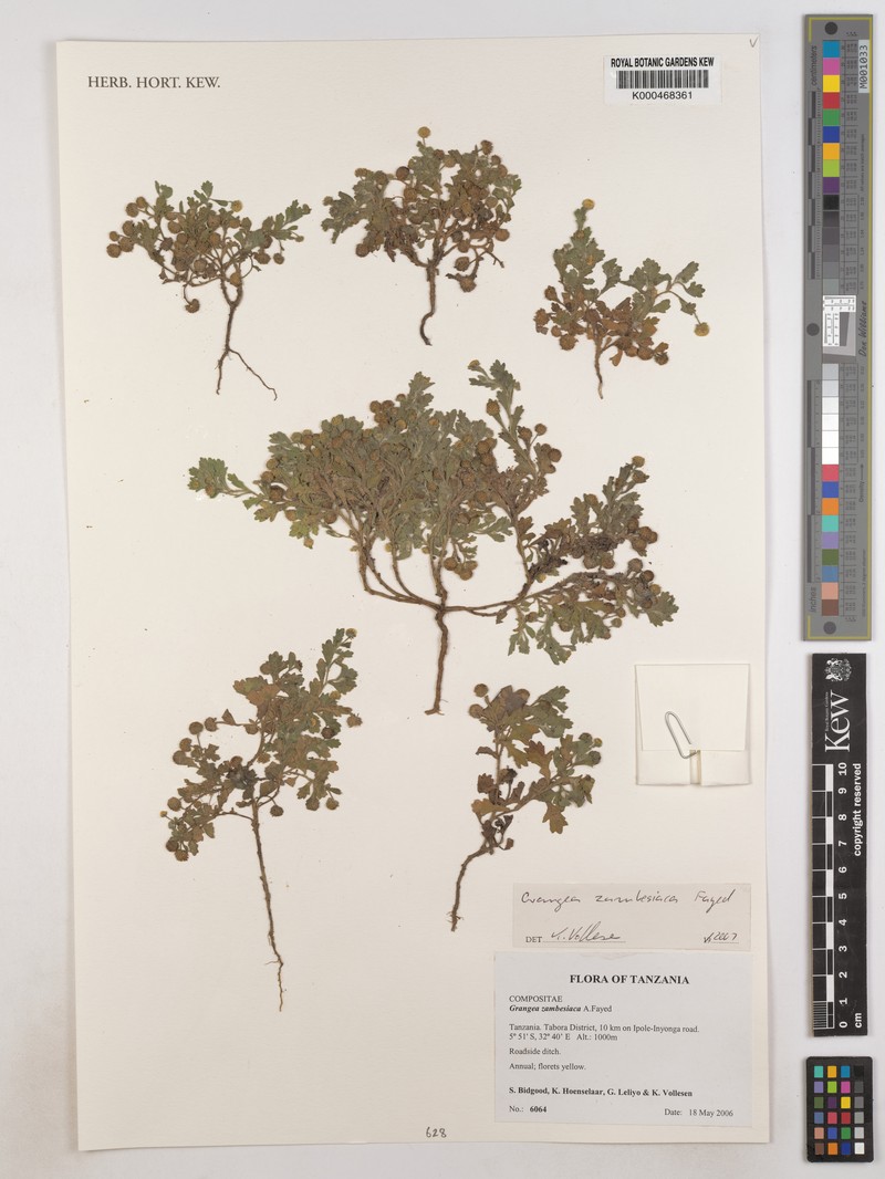 Grangea zambesiaca