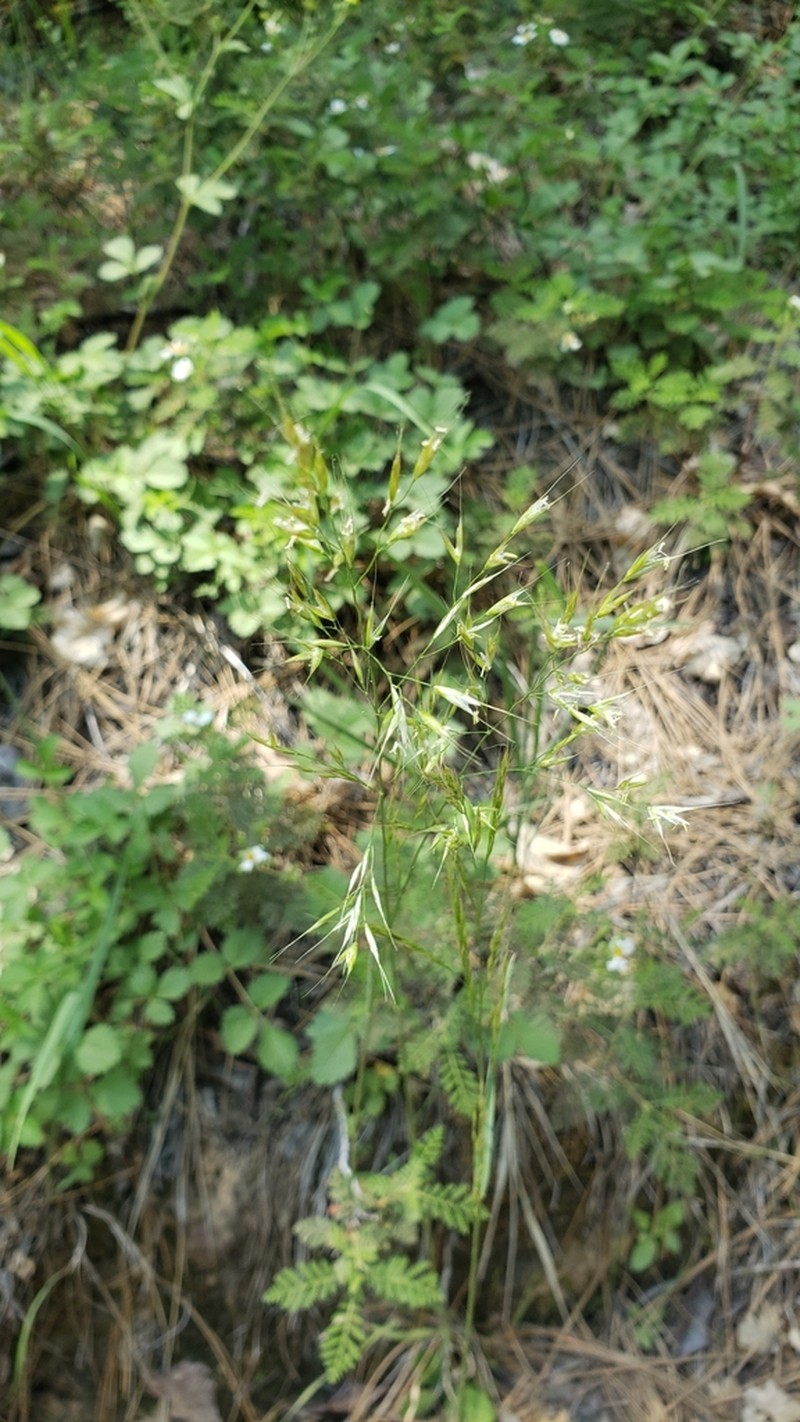 Tall Trisetum photo 2