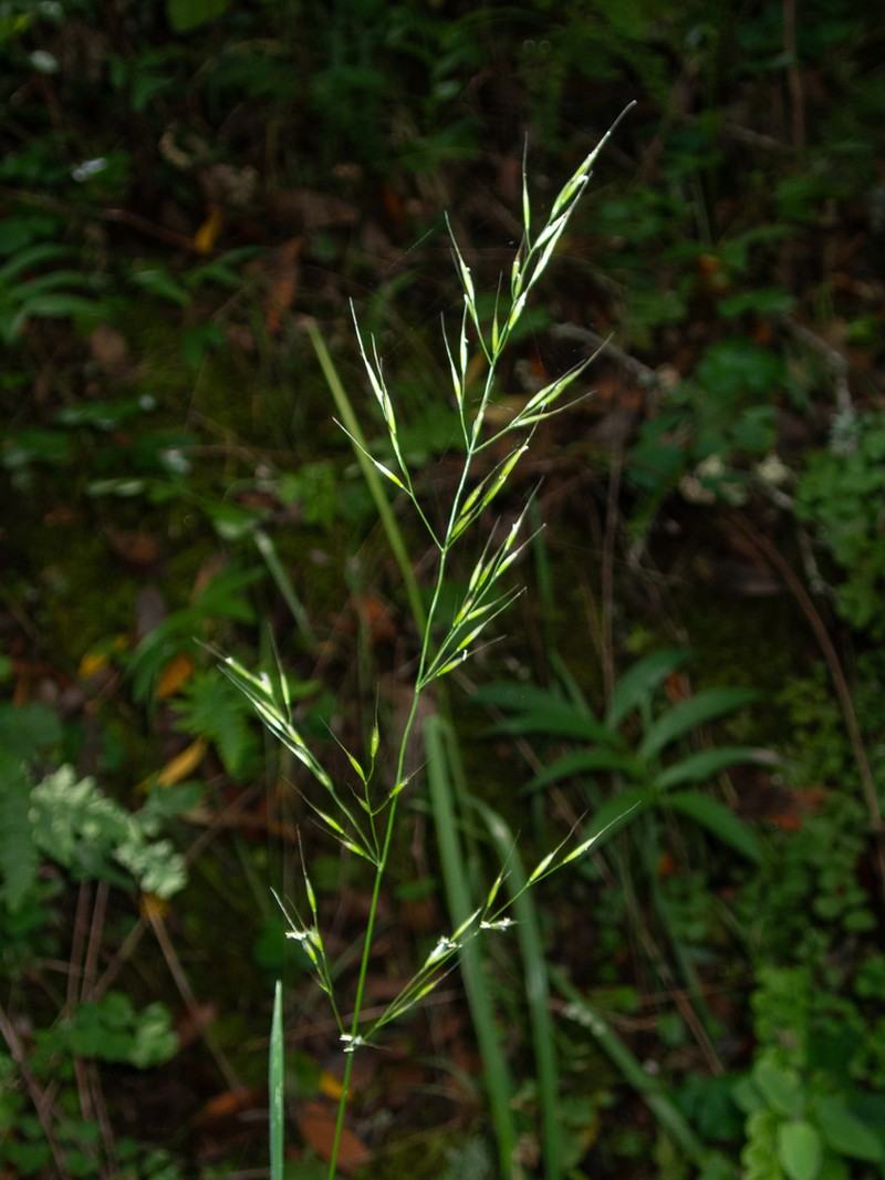 Tall Trisetum photo 3
