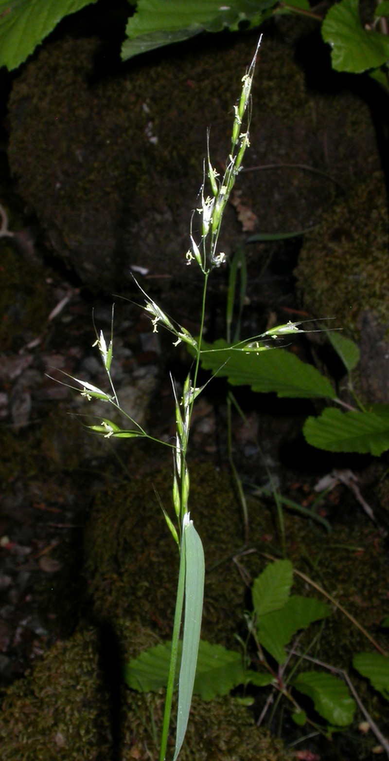 Tall Trisetum photo 4