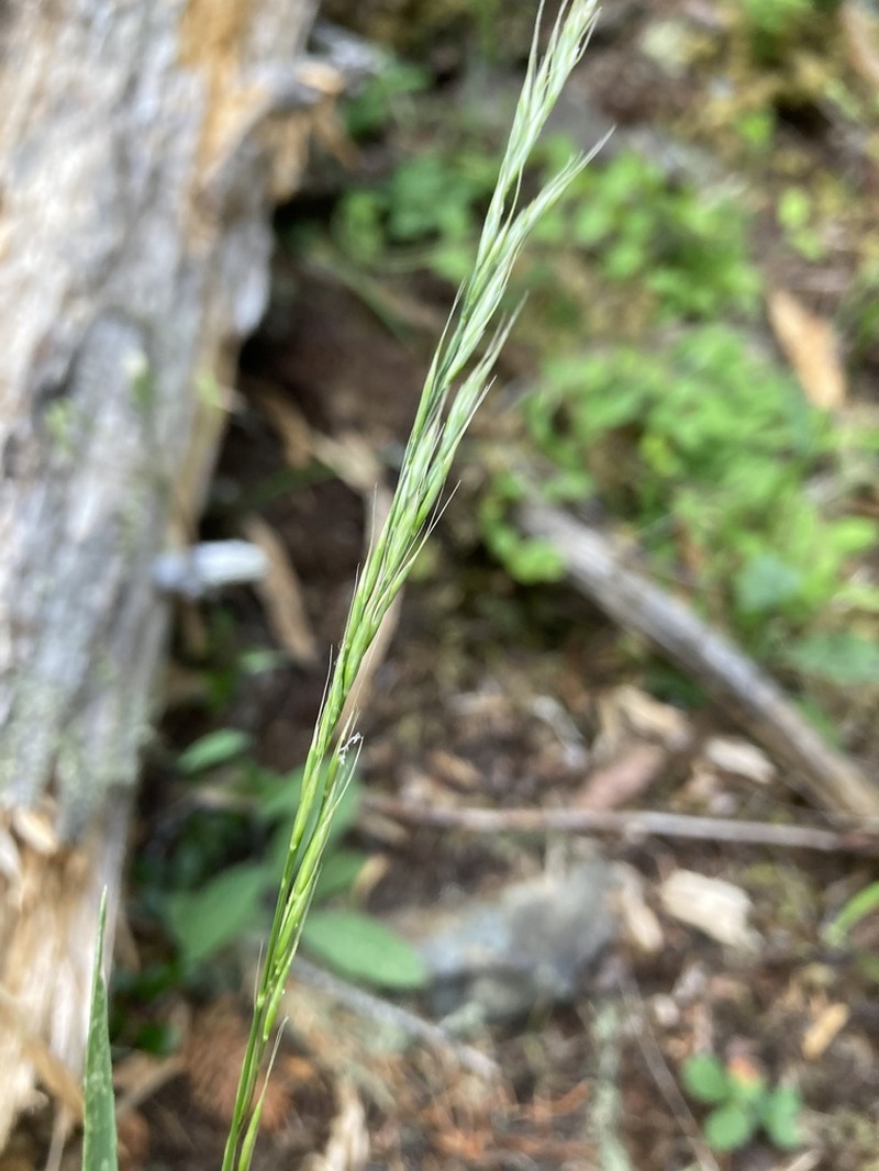 Tall Trisetum photo 5