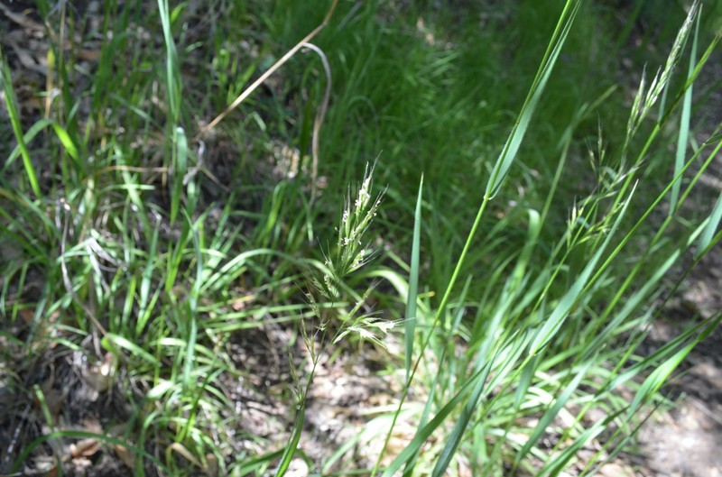 Tall Trisetum photo 6