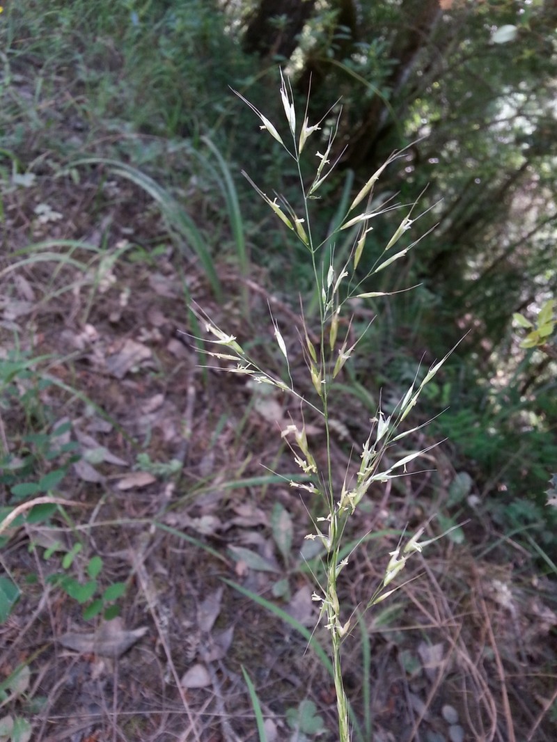 Tall Trisetum photo 7