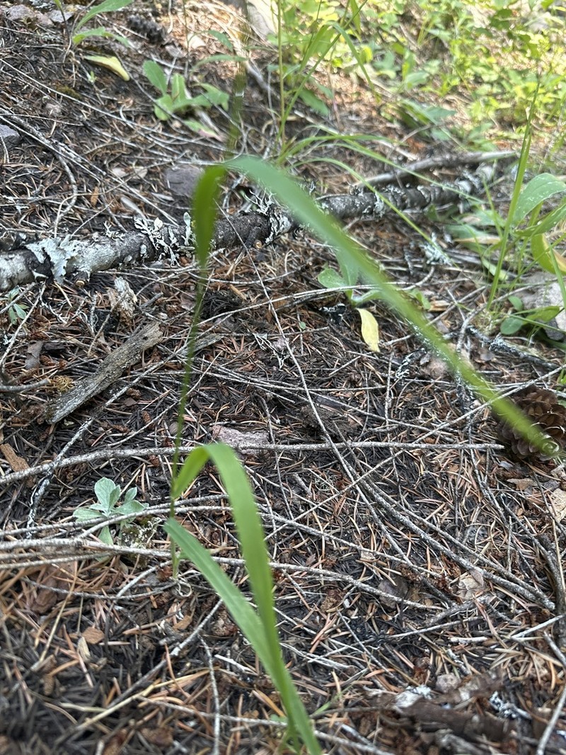 Tall Trisetum photo 8