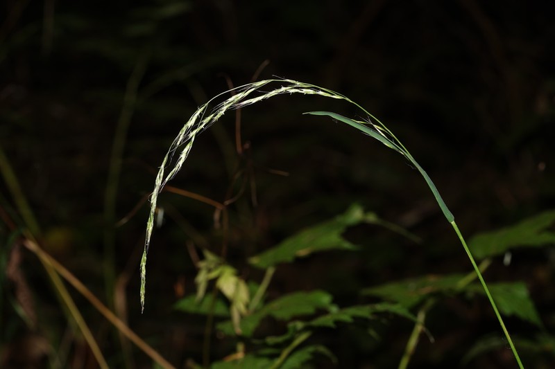 Graphephorum cernuum