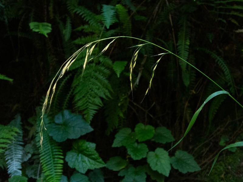 Graphephorum cernuum photo 3