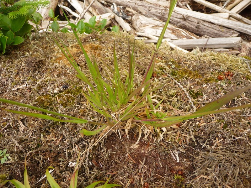 Graphephorum cernuum photo 5