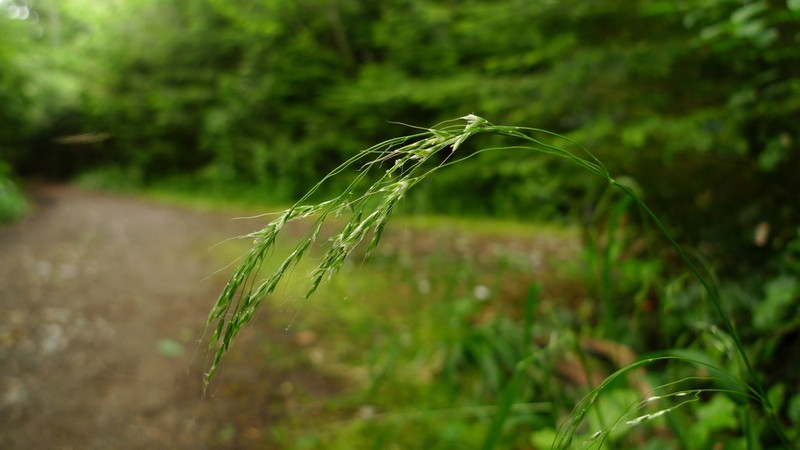 Graphephorum cernuum photo 6