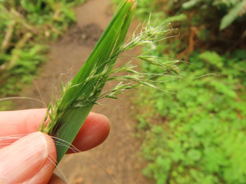 Graphephorum cernuum photo 7