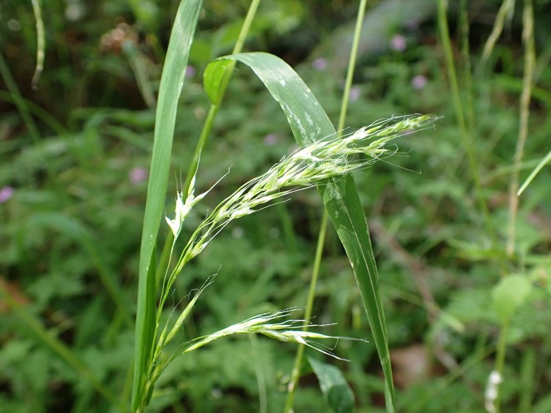 Graphephorum cernuum photo 8