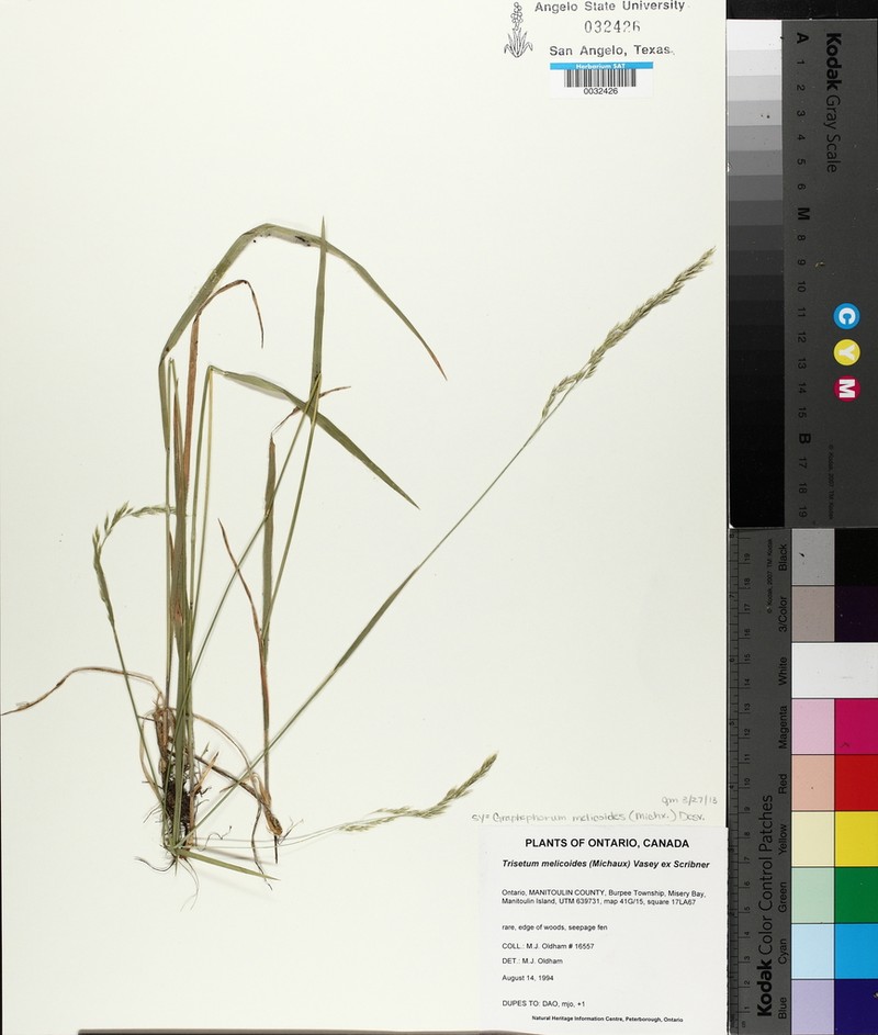 Purple False Oat
