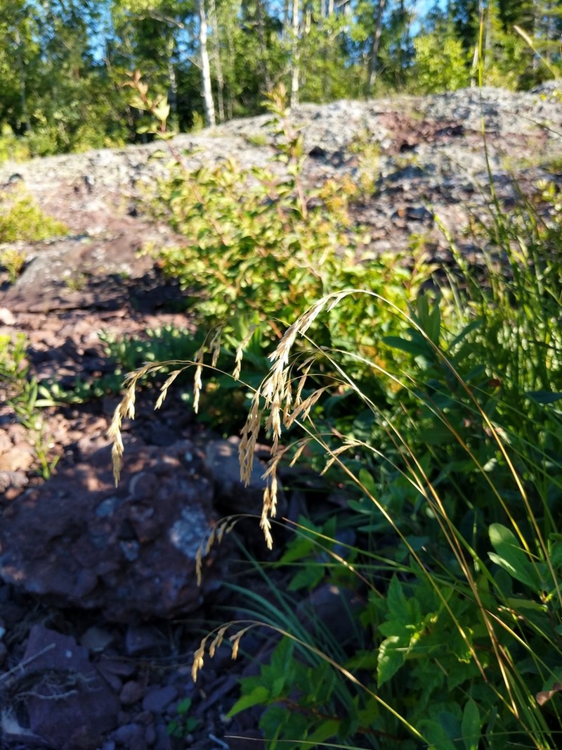 Purple False Oat photo 2