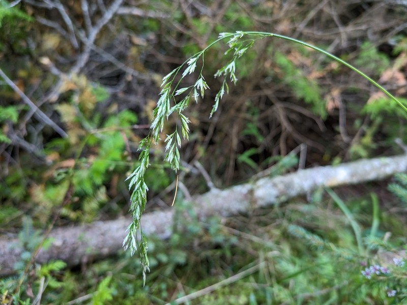 Purple False Oat photo 4