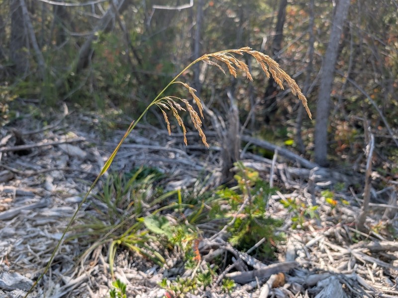 Purple False Oat photo 5