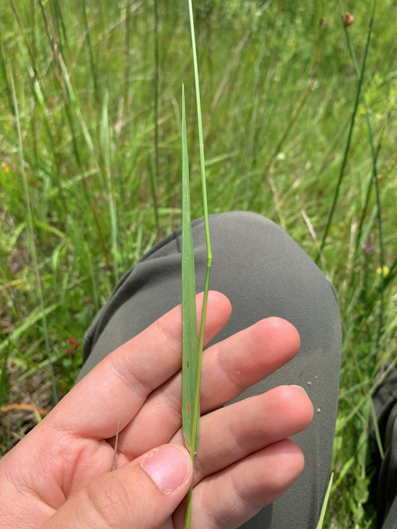 Purple False Oat photo 6