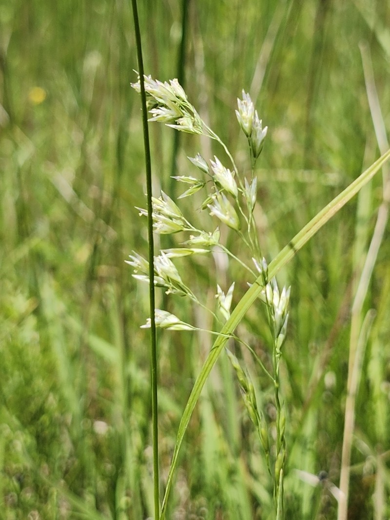 Purple False Oat photo 8
