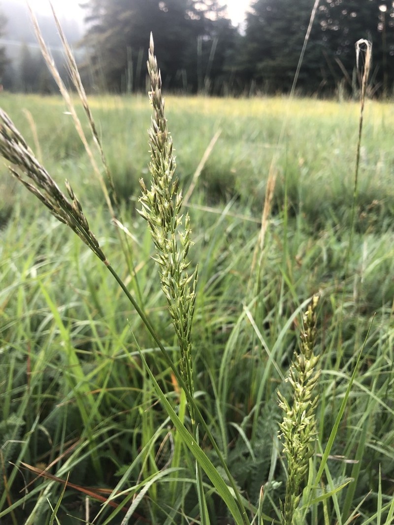 Wolf's Trisetum