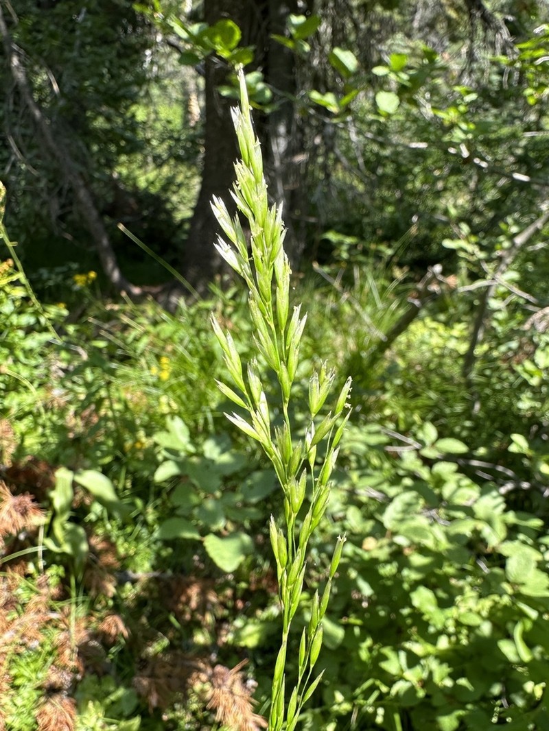 Wolf's Trisetum photo 2