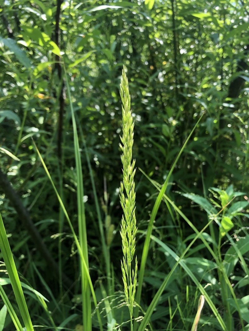 Wolf's Trisetum photo 4
