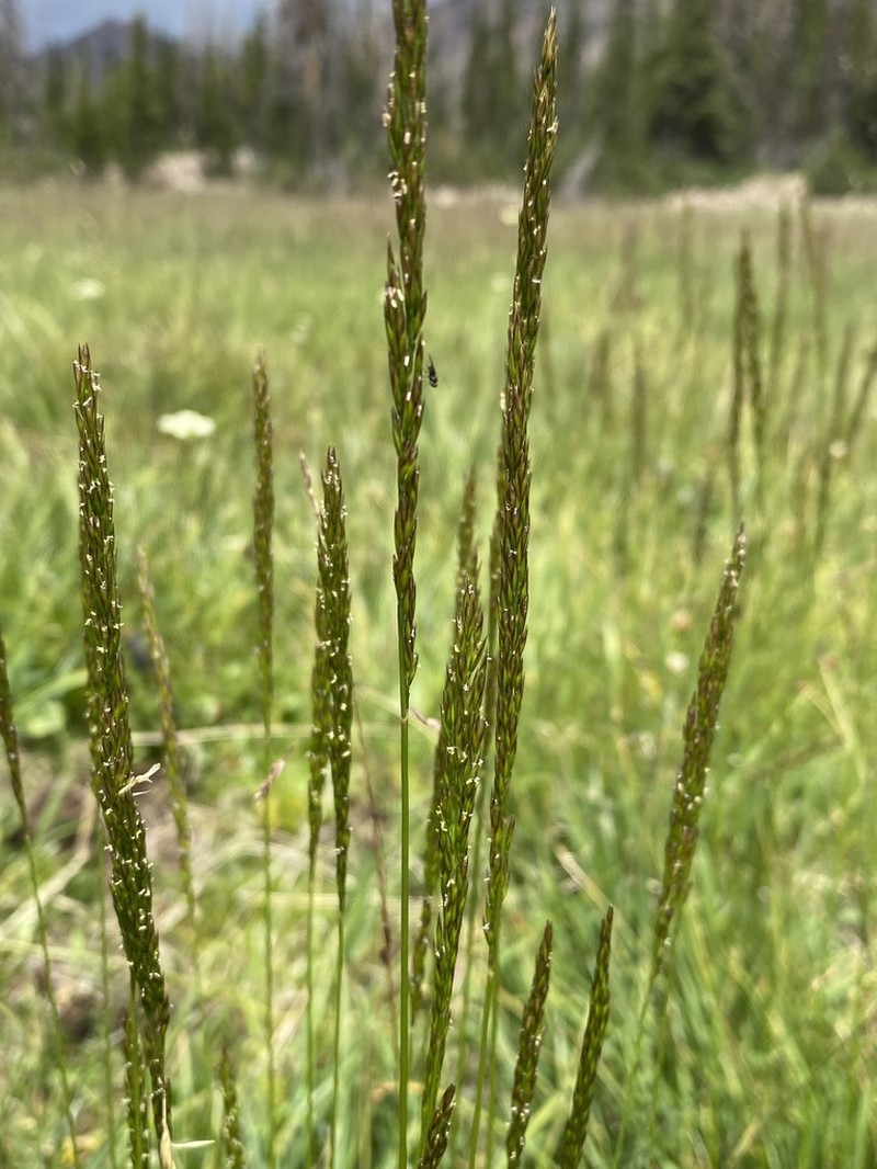 Wolf's Trisetum photo 5