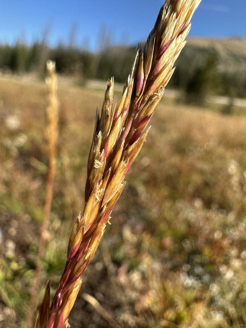 Wolf's Trisetum photo 6