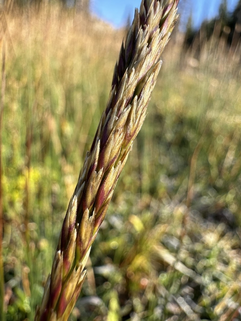 Wolf's Trisetum photo 7