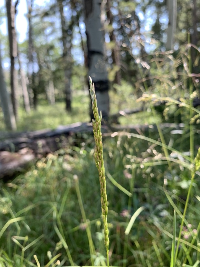 Wolf's Trisetum photo 8