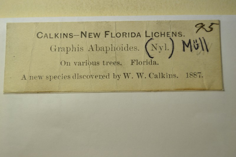 Graphina Lichen