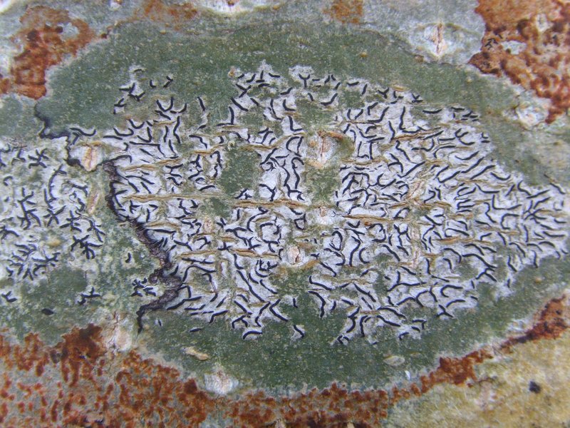 Graphina Lichen